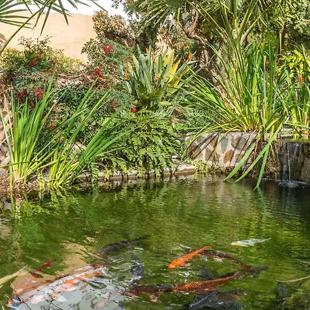 Palmas 15c Oasis נרחה